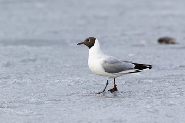 Black-headed (Larus ridibundus)