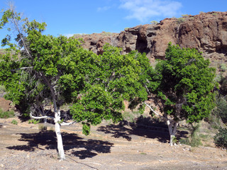 Echter Lorbeer, Gew&uuml;rzlorbeer (Laurus nobilis)