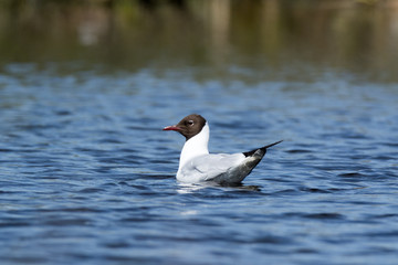 Black-headed (Larus ridibundus)