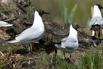 Black-headed (Larus ridibundus)