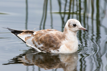 Black-headed (Larus ridibundus)
