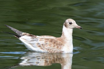 Black-headed (Larus ridibundus)