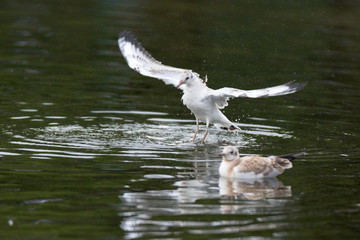 Black-headed (Larus ridibundus)