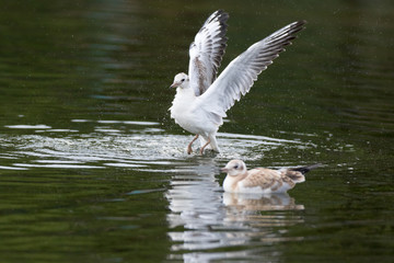 Black-headed (Larus ridibundus)