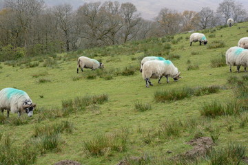Obraz premium Sheeps in the Scottish highlands