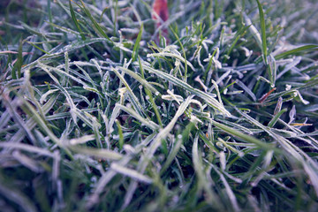 frozen grass