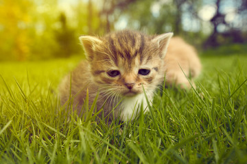 Small kitten kept by a woman