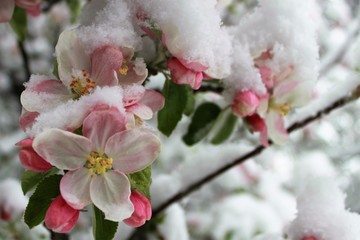 blossoms of an flowering apple tree in spring covered with snow/cold weather causing damage of fruit production/late onset of winter, cold spell in spring, low yield of trees