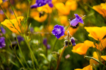 California poppies and bluebells in southern California during the spring super bloom.