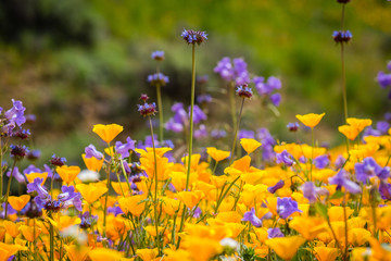 California poppies, bluebells and chia wildflowers fill the fields during the super bloom in southern California.