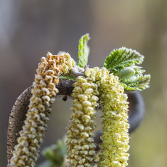 the first leaves on hazelnut tree