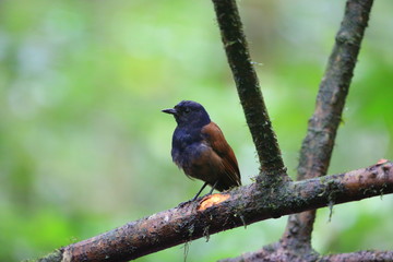 Brown-winged whistling thrush (Myophonus castaneus) in Sumatra,Indonesia