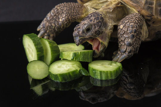 Turtle eating pile of cucumbers