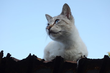 Cat on edge of rusty degraded tin roof 