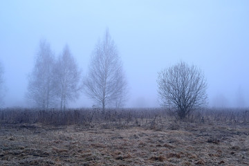Spring forest in a fog