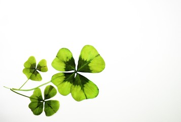 Fresh green flat three coverleaves plant on white background © sangriana