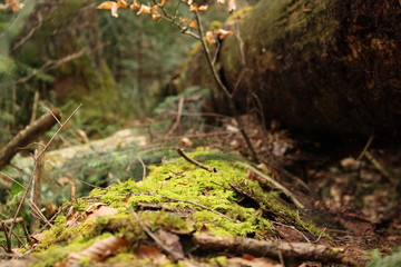 Eibenwald in Bayern