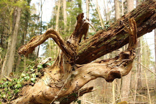 Eibenwald in Bayern