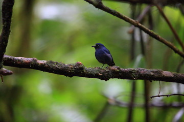 Sunda robin (Myiomela diana) in Sumatra, Indonesia 