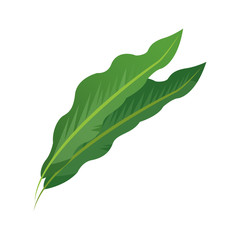 tropical leaf icon over white background. colorful design. vector illustration