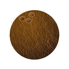 coconut fruit icon over white background. colorful design. vector illustration