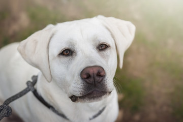 portrait eines weißen schönen labrador retriever hundes im garten