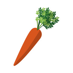 carrot vegetable icon over white background. colorful design. vector illustration
