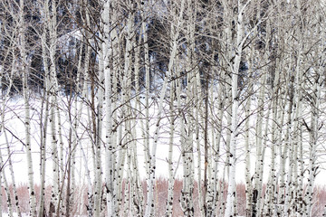 Fototapeta premium Aspens in Winter