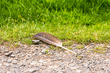Lone duck feather in the park on footpath
