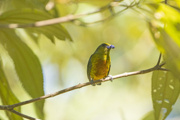 Olive Backed Euponia eating in a Tree
