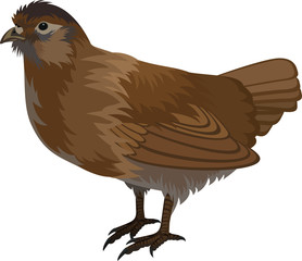 vector quail illustration