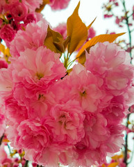 Cherry Blossom-Spring 2017-1