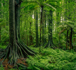 Trees in green tropical jungle forest