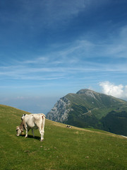 Fototapeta premium Crossbreed - Dolomites