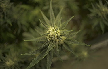 Top View Marijuana Buds, Trichomes, Leaves, Caylx Legal Harvest