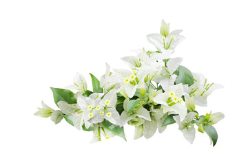 White  Bougainvillea Flower
