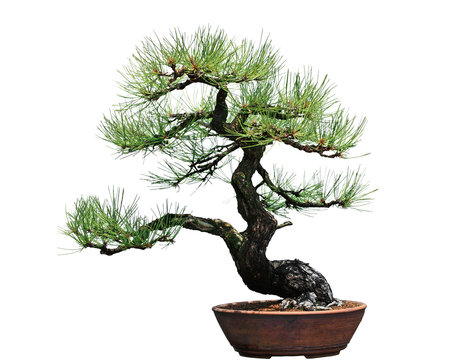 Ponderosa Pine Bonsai Tree