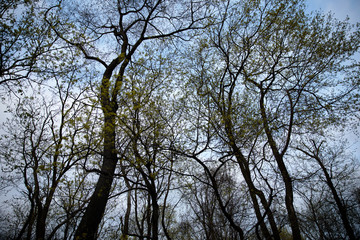 branches