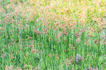 Cyperus rotundus flower
