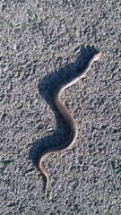 Cobra morta na estrada