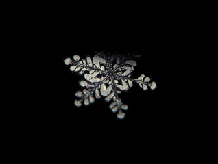 Snowflake crystal transparen standing  at dark isolated at black