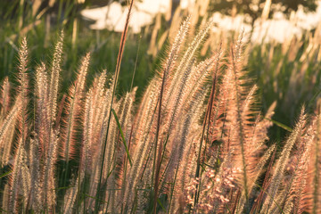 Pennisetum flower in warm sunset