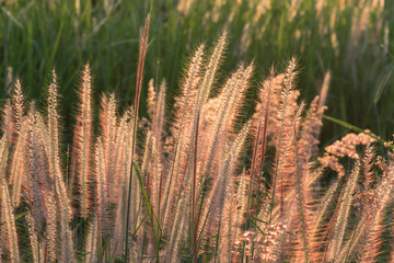 Pennisetum flower in warm sunset
