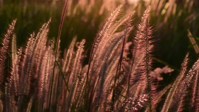 Pennisetum flower in Orange sunset behind silhouetted tall grass
