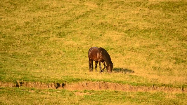 Black horse grazing on pasture with partly dried grass in late summer in the morning at dawn on a hill slope in late August with fir trees.
