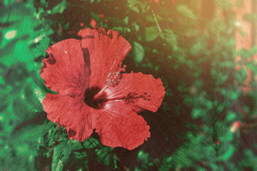 red hibiscus flower on blended with animal fur background, filtered tones