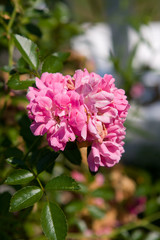 Fototapeta premium Flower
