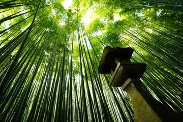Deurstickers bamboo forest © Farnorth
