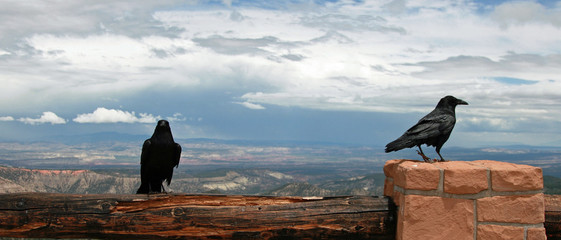 two black birds with blue sky and clouds