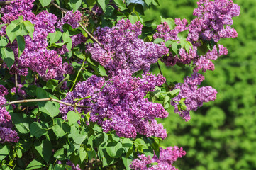 Blooming varietal selection lilac (Syrínga)